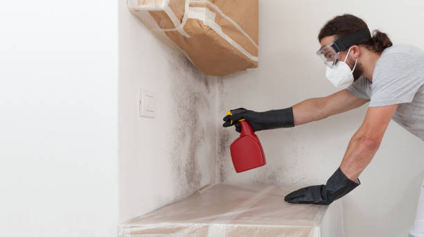 Professional Basement Mold Removal technician working in Fishing Creek, MD