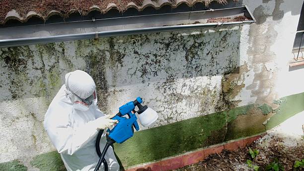Top rated local Basement Mold Removal specialists in Fishing Creek, MD